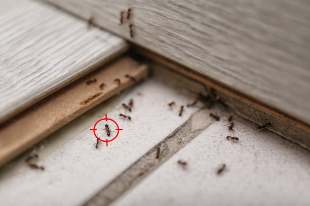 Best Bed Bug Extermination  in South Alamo, TX