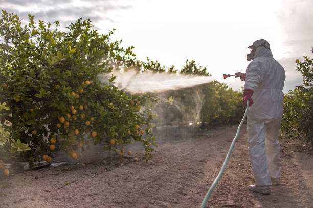 Best Best Pest Control Companies  in South Alamo, TX