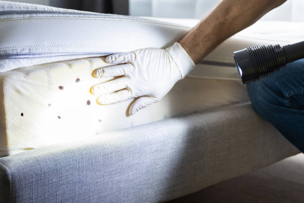 Best Pest Removal Services  in South Alamo, TX